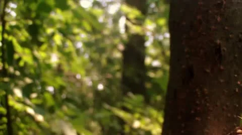 Split Tree Limb/Branch Close Up (HD) Stock Footage 11287299