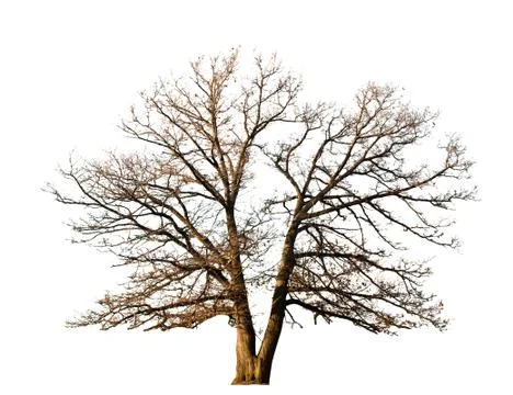 Split tree Stock Photos