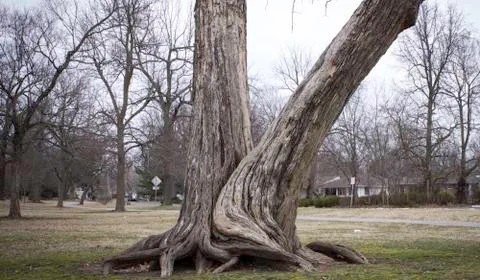 Split Tree Stock Photos