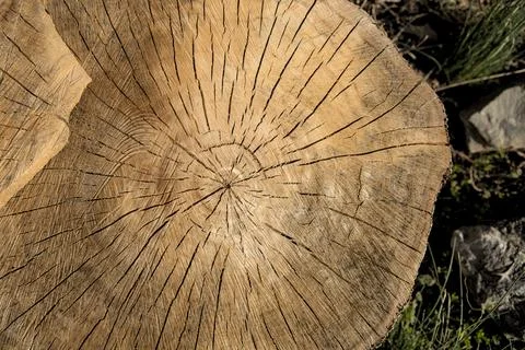 Split Tree Rings Stock Photos