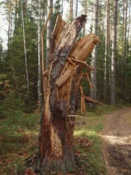 Split tree stump left over from a broken and fallen tree in an autumn forest. Stock-Fotos
