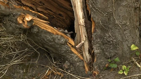 Split Tree Trunk Base Stock Footage 115639713