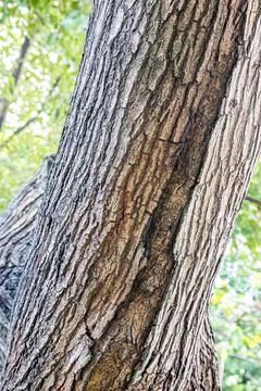 Split Tree Trunk with Deep Natural Wood Grain Stock Photos