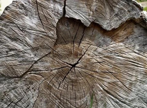 Split tree trunk Stock Photos