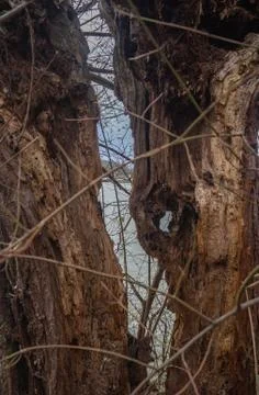 Split tree trunk Stock Photos
