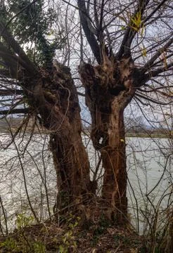 Split tree trunk Stock Photos