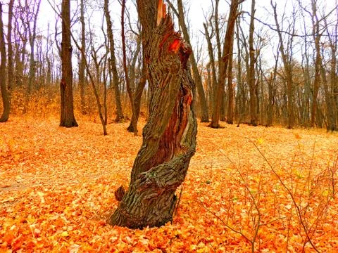Split tree trunk Stock Photos