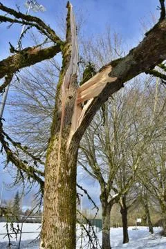 Split tree trunk from severe winter snow storm at the local park in Redmond, Stock Photos