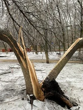 A split tree trunk under the weight of ice on the branches in bad weather. Foto stock