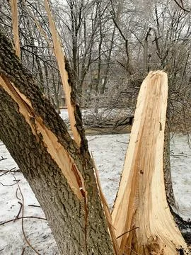 A split tree trunk under the weight of ice on the branches in bad weather. Stock Photos