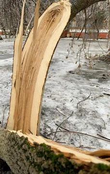 A split tree trunk under the weight of ice on the branches in bad weather. Foto stock