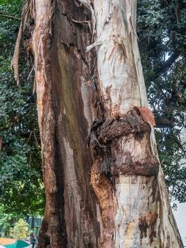 Split trunk of a large tree. Splintered wood. Powerful trunk. A huge living.. Stock Photos