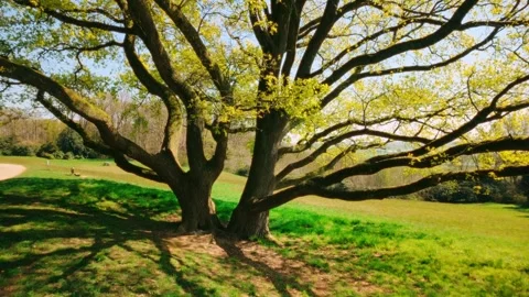 Split trunk tree shadow casting long shadow and lens flare on sunlit grass Stock Footage 307819041