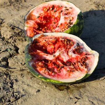 Split in two an old rotten watermelon. Rotten watermelons. Remai Stock Photos