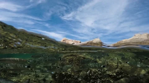 Split underwater view of bream fish in clear shallow water Vídeo Stock 278945667