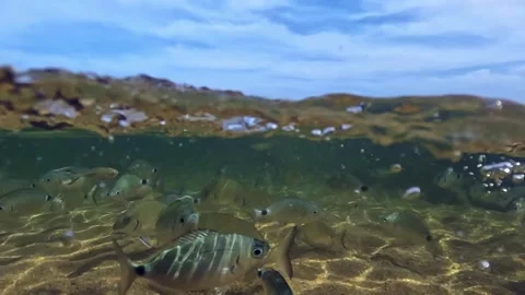 Split underwater view of hand feeding fish, slow motion Stock Footage 277544434