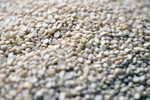 Split Urad Dal Texture with Defocus Background Macro Photography 스톡 사진