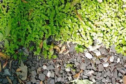 A split view of green ground cover and dark grey gravel 写真素材