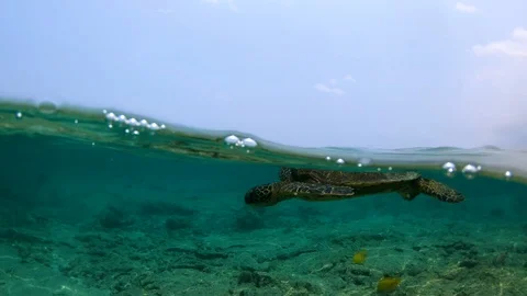 Split view Green Sea Turtle floating at the surface, taking breath slow motion Vídeo Stock 98434291