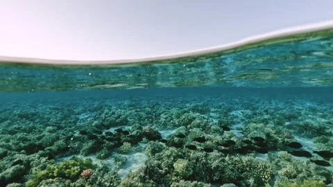 Split view half underwater coral reef with school of fish and distant mountains Stock Footage 323994925