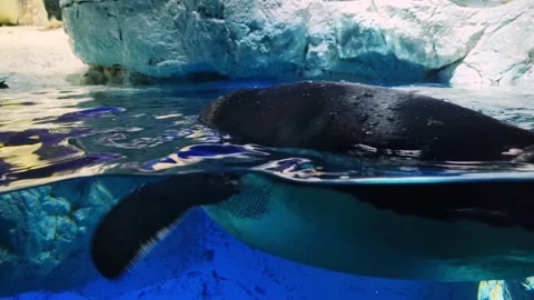 Split view of a penguin swimming in cold water with blue ice rocks. The ima.. Stock Footage 331061481
