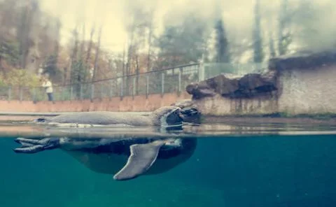 Split view of penguin swimming under and above water. Stock Photos