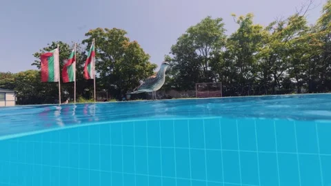 Split View Seagull Standing by Outdoor Swimming Pool Edge Stock-Footage 342020502