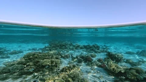 Split View Of Shallow Coral Reef Half Underwater And Calm Sea Surface In Video stock 340446262