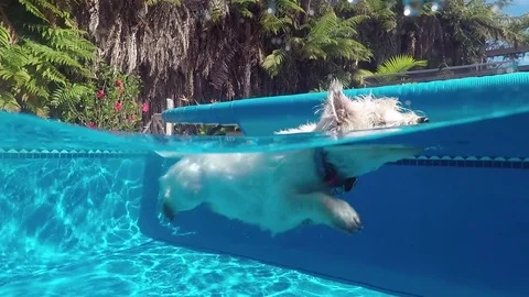 Split view of west highland white terrier westie dog swimming in blue pool Vídeos de archivo 83995566
