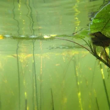 Split water view displays submerged plant stalks and floating lily leaves. .. 库存照片