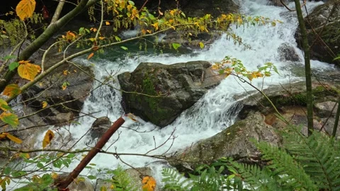 Split Waterfall Flow Around Rock With Autumn Leaves In Yakushima Forest Stock Footage 332554405
