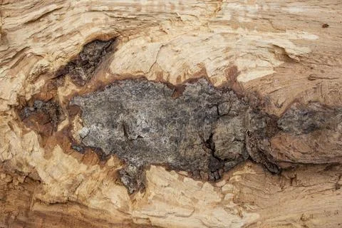 Split wood coarse dark core , abstract cracked wooden structure, organic  b.. Photos