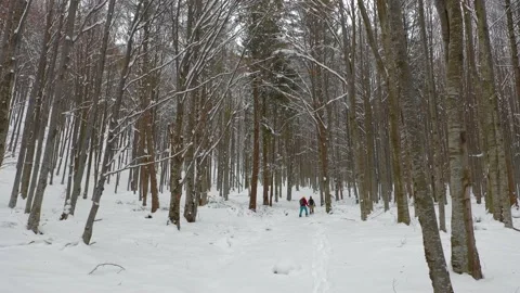 Splitboard and Ski in deep snow. Uphill in a line in the mountains forest woods Stock-Footage 150556022
