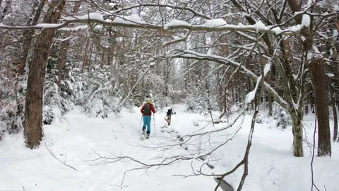 Splitboard and Ski in deep snow. Uphill in a line in the mountains forest woods Stock-Footage 150556062