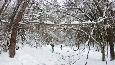 Splitboard and Ski in deep snow. Uphill in a line in the mountains forest woods Stock Footage 150600013