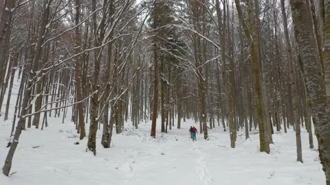 Splitboard and Ski in deep snow. Uphill in a line in the mountains forest woods Stock-Footage 150612149