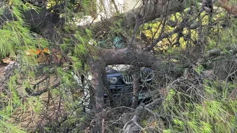 Split,Croatia-08-07-2025: Fallen pine tree damaging a car after hurricane Stock Footage 312744681