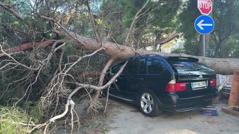 Split,Croatia-08-07-2025: Hurricane damage: fallen tree crushing parked car Stock Footage 312744383