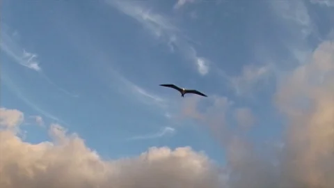 Splittail shearwater Stock Footage 81226803