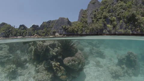 Splitted above and underwater shot of the healthy coral reef on a shallow area Stock Footage 346629042