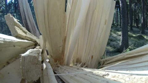 Splittered Tree in Dark Forest in 4K Stock Footage 48414399