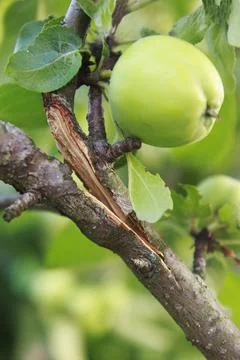 Splitting apple tree branches by weight of apples and foliage Stock Photos