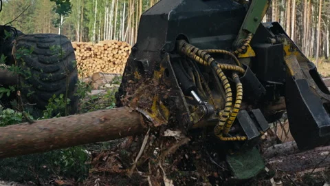 Splitting forest trees into multiple pieces for material processing purposes Stock Footage 267078509