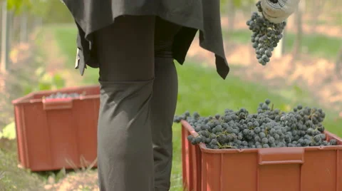 Splitting grapes between boxes Stock Footage 58329104