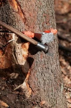 Splitting maul axe hammering a wedge into the tree Stock Photos