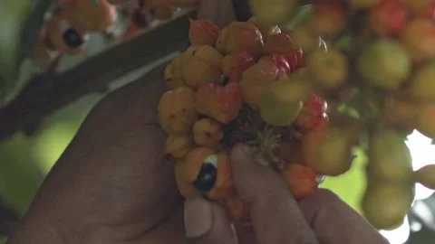 Splitting open a Guarana fruit on the tre to expose the Eye of the Amazon 스톡 동영상 170839459