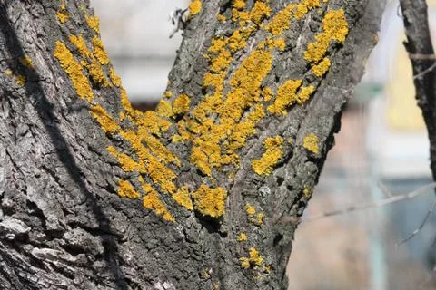 Splitting a tree trunk with moss Stock Photos