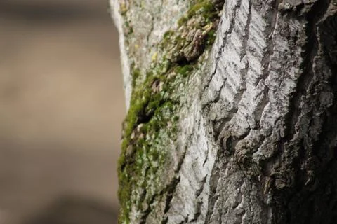 Splitting a tree trunk with moss Stock Photos
