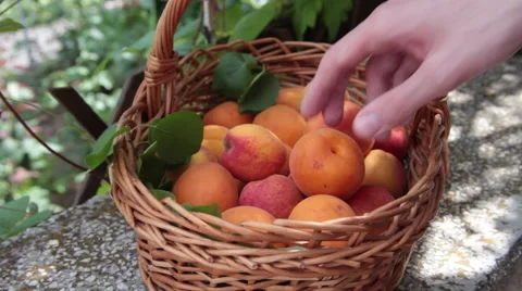 Splitting in two a ripe apricot and revealing core kernel  Stock Footage 52607859