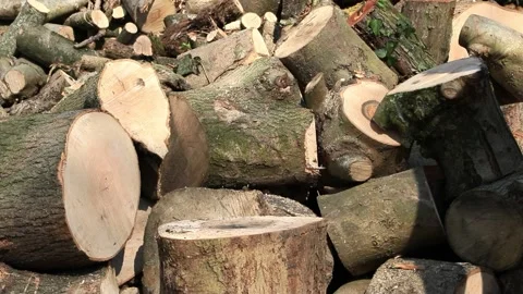 Splitting wood with axe Stock Footage 244287911